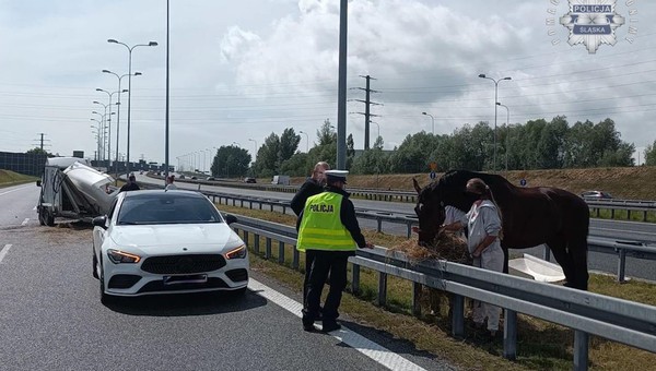 Koń na środku autostrady A4. Cudem nie doszło katastrofy