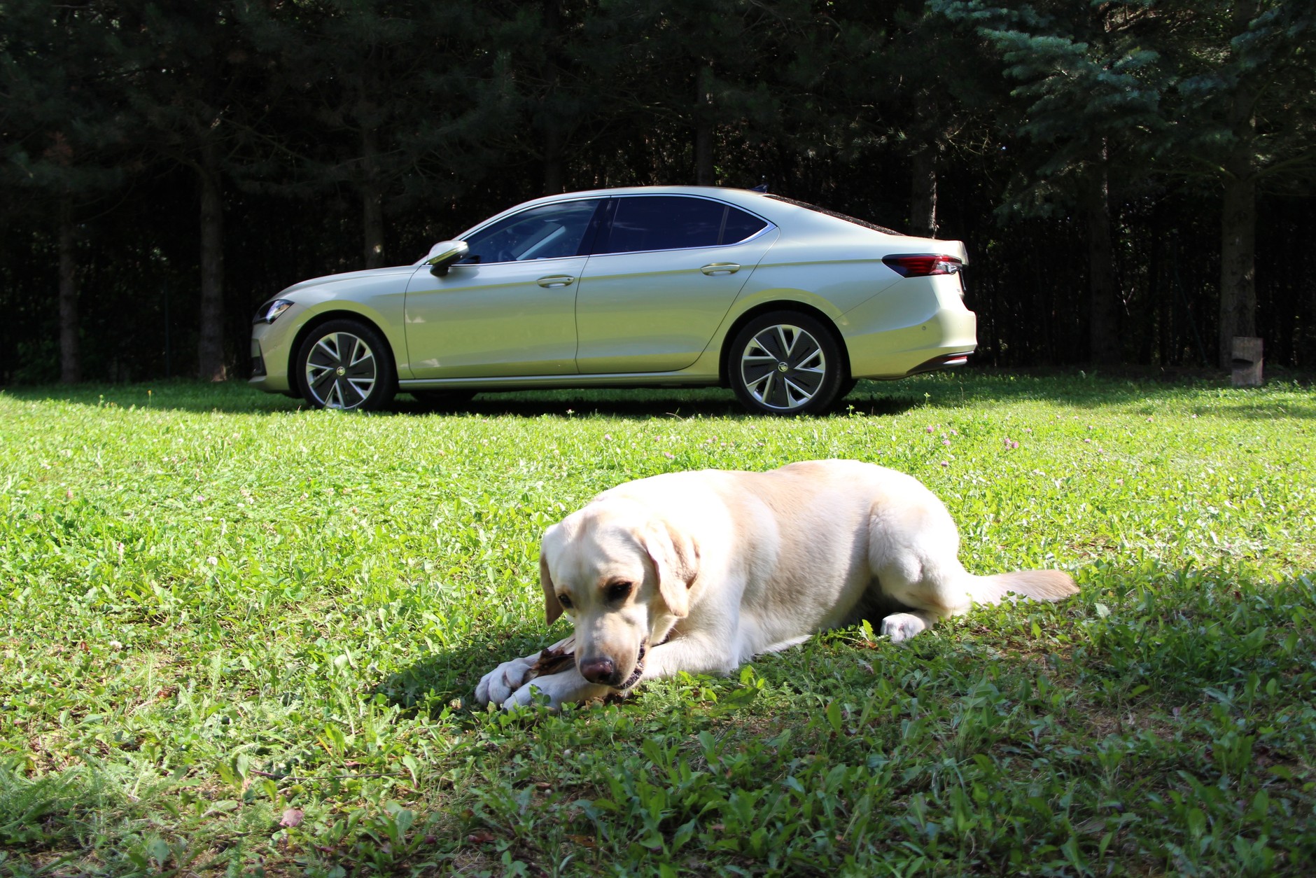 Skoda Superb i pies