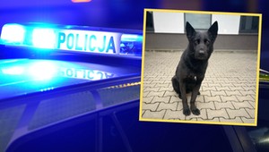 Drogowy pirat myślał, że uniknie kary. Dopadł go policyjny pies