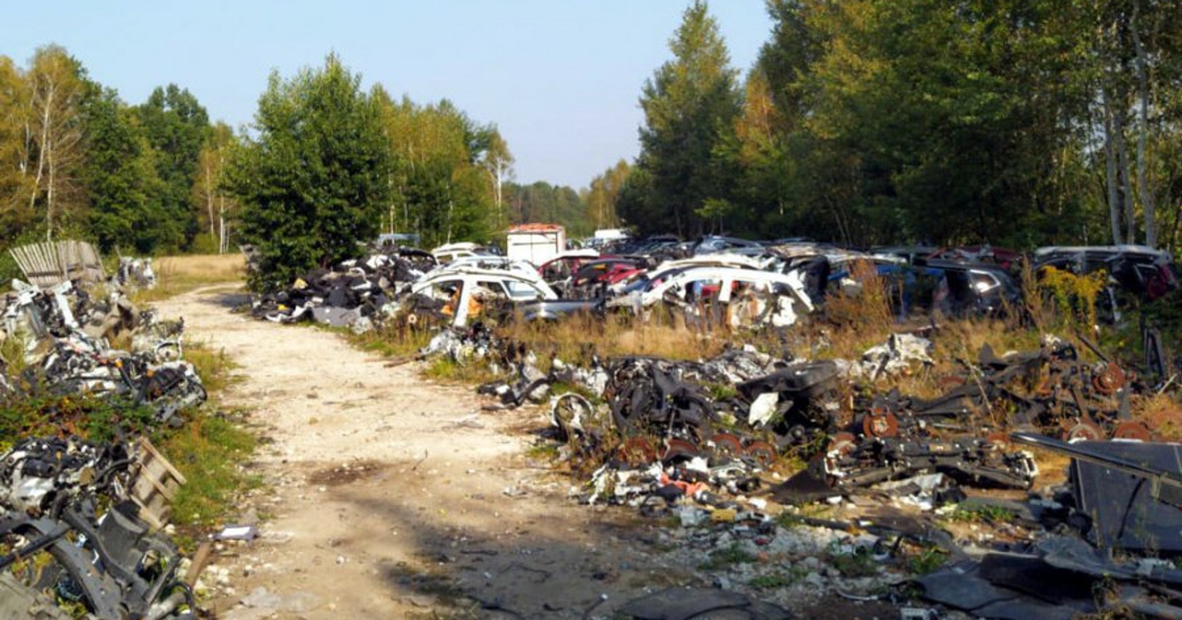 Dziupla odkryta w miejscowości Kiciny