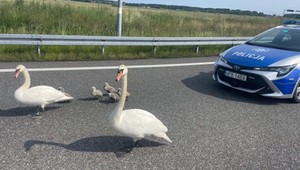 Policjanci przeprowadzili "łabędzią" interwencję na S8. Mieli niemałą zagwozdkę