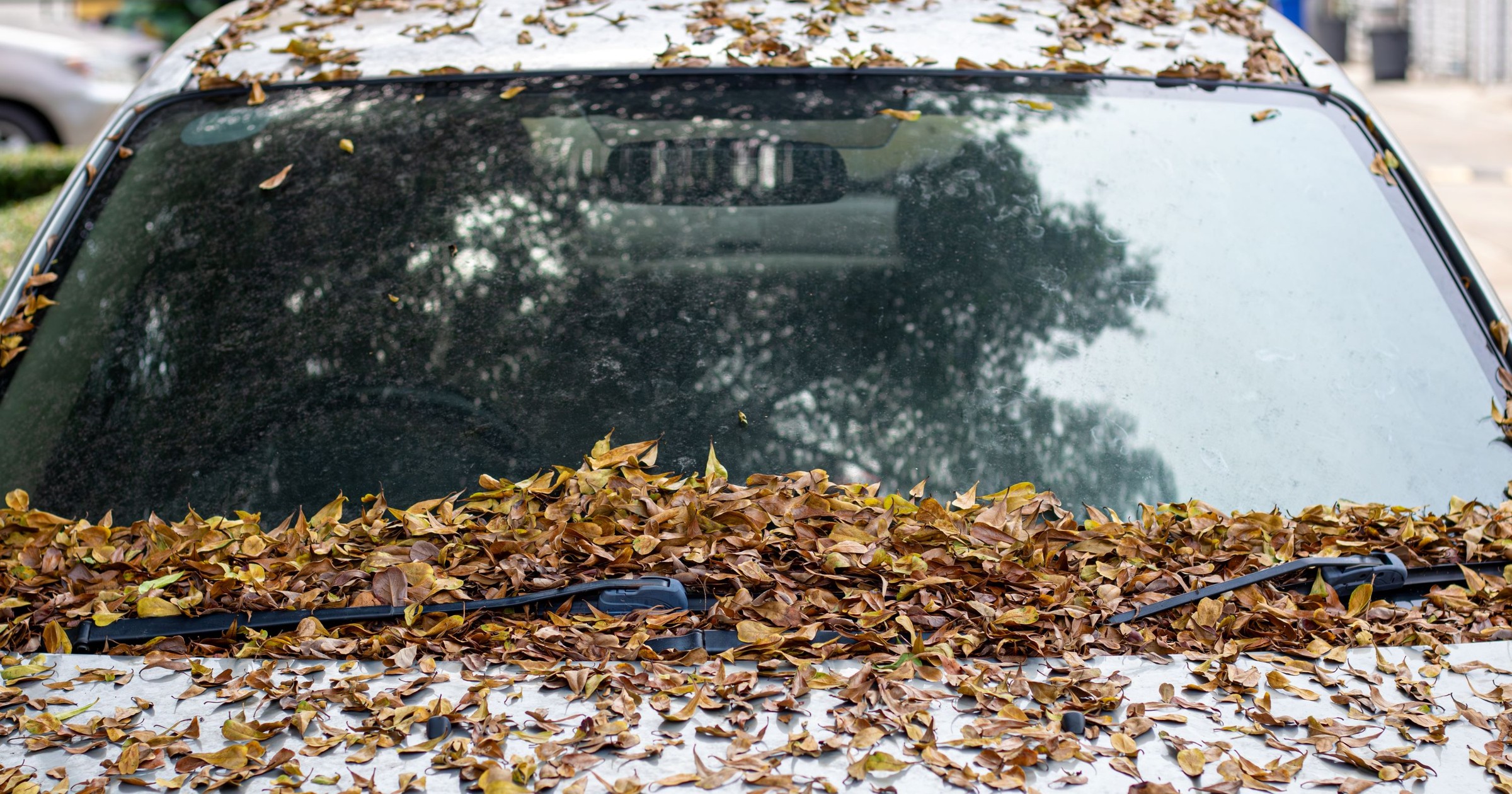 Liście na samochodzie (zdjęcie ilustracyjne)