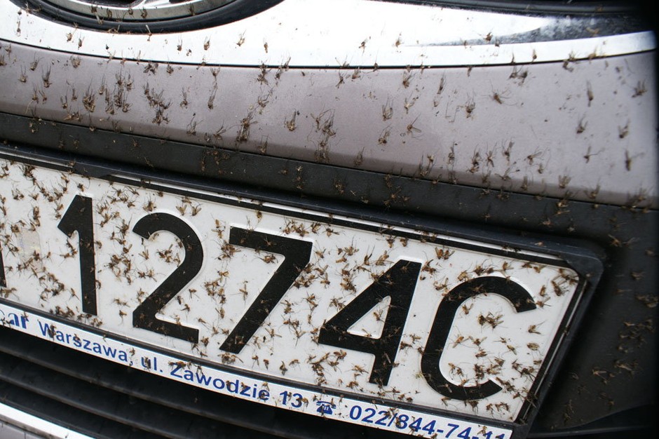 Prepatary do zmywania owadów z karoserii