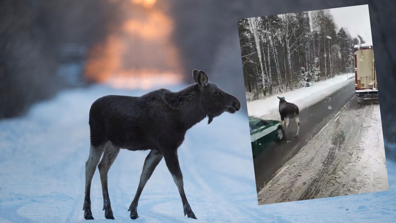 Radiowóz KAS uderza w łosia