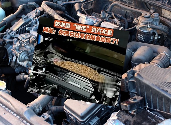 Coś grzechotało pod maską. Samochód był pełen orzechów