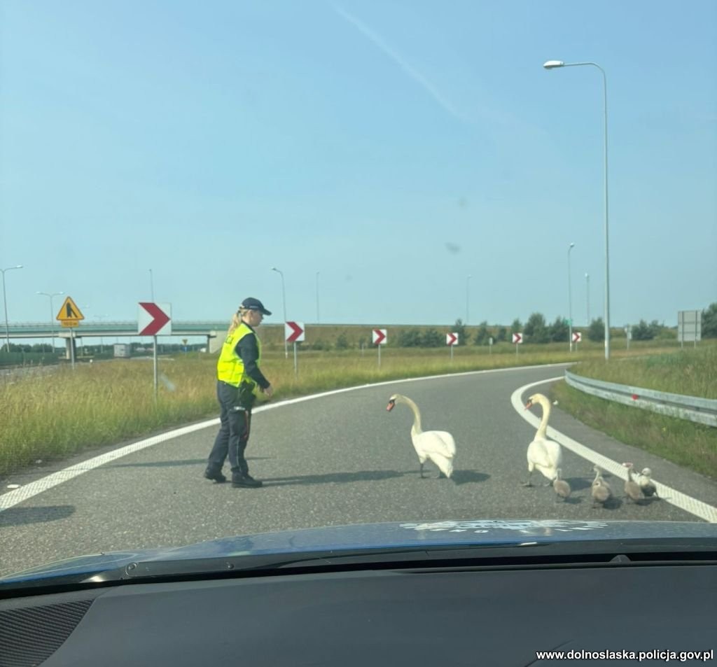 Policjanci uratowali łabędzie na drodze S8
