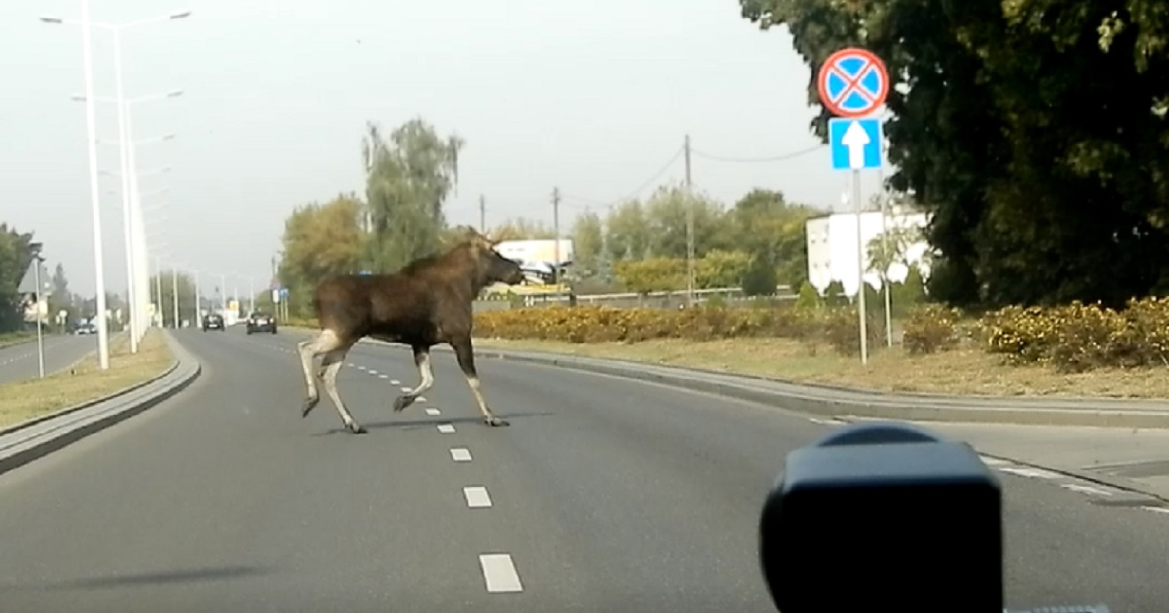 Łoś na drodze
