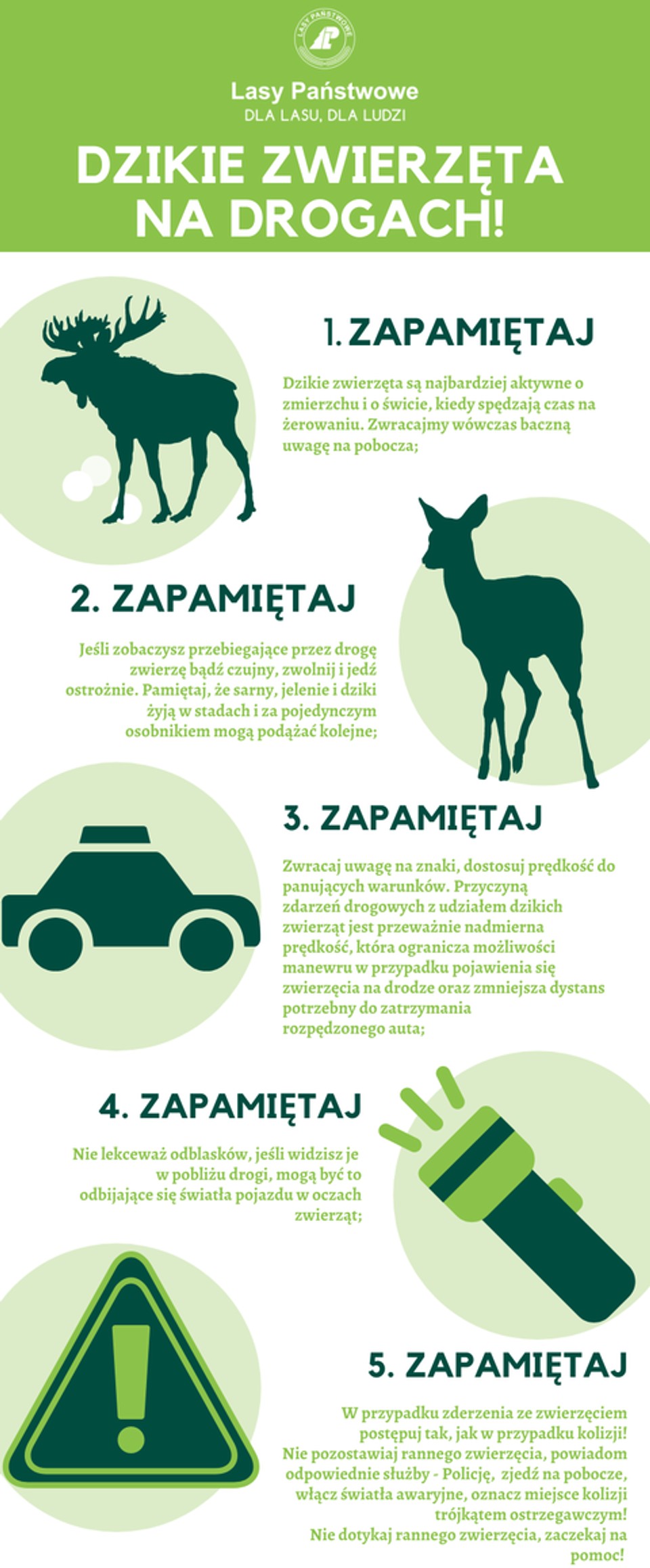 Dzikie zwierzęta na drodze. Jak uniknąć wypadku?