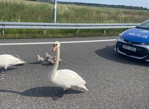 Policjanci przeprowadzili "łabędzią" interwencję na S8. Mieli niemałą zagwozdkę
