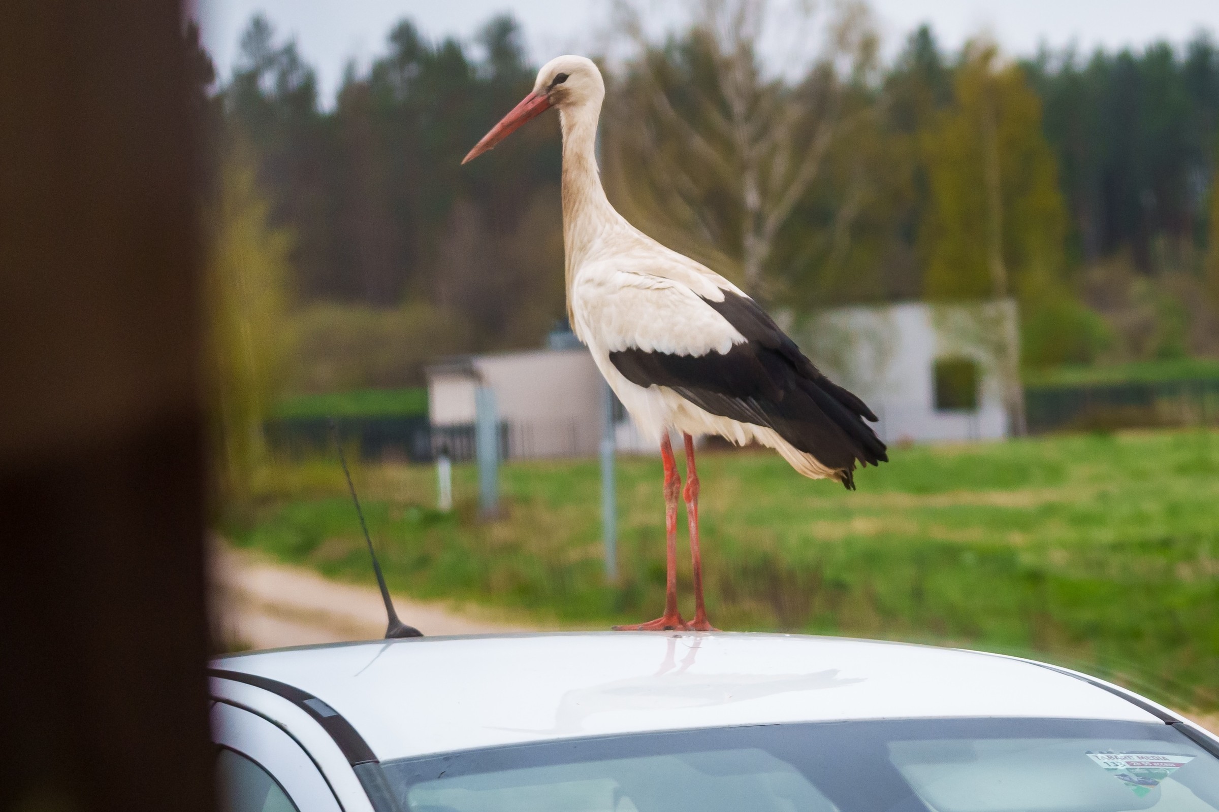 Bocian podziobał karoserię samochodu. To nie wszystko