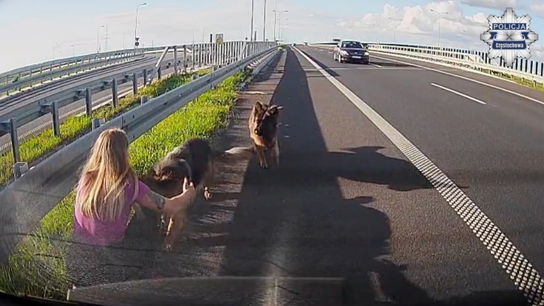 Policjantka ratuje psy na ekspresówce. Zapobiegła tragedii
