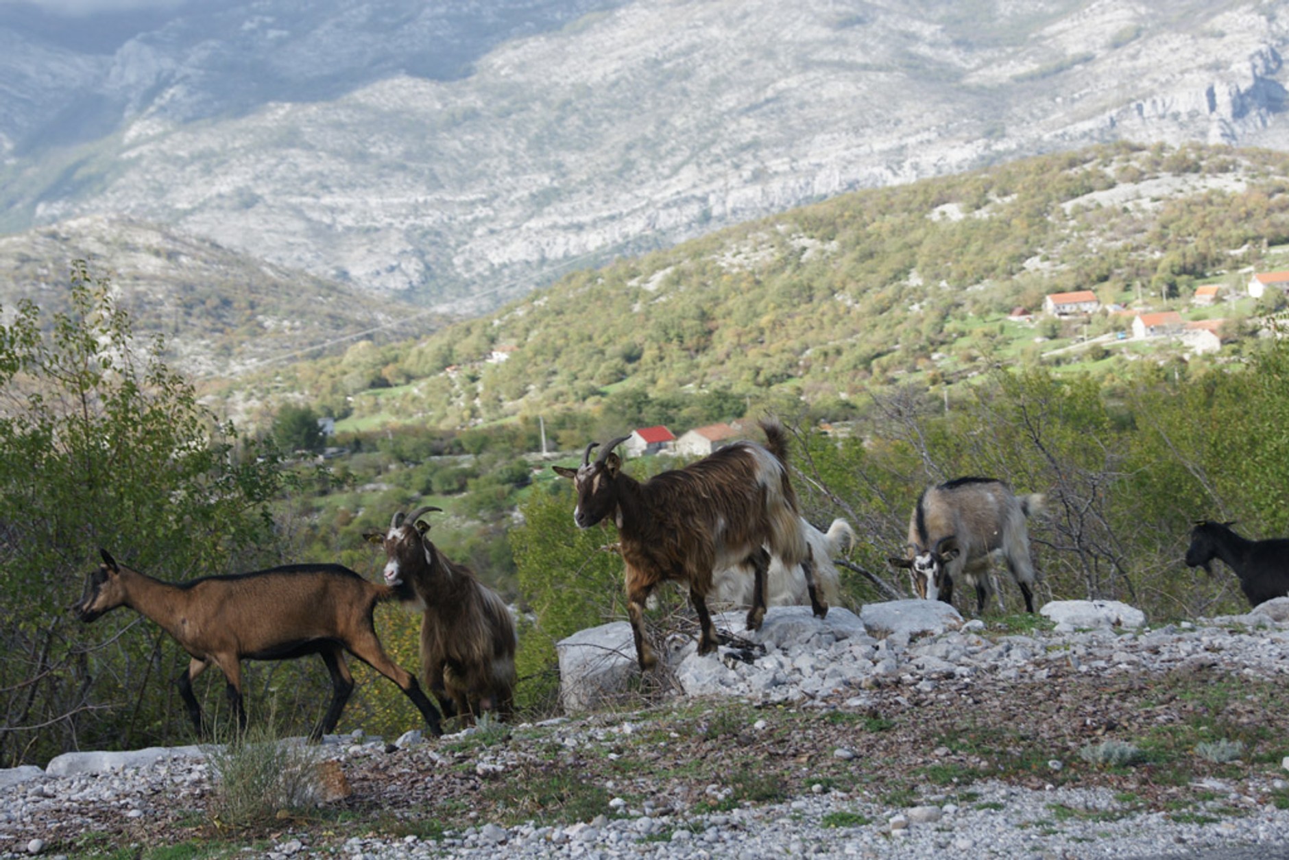 Ekspedycja Czarnogóra: kierunek Montenegro
