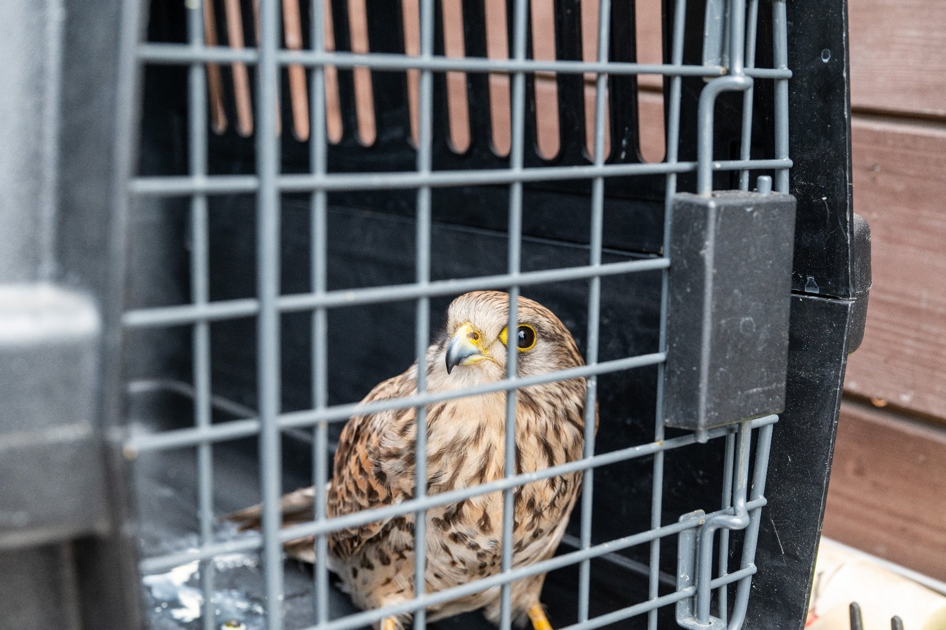 W radiowozach pojawiły się inkubatory. Posłużą specjalnym celom