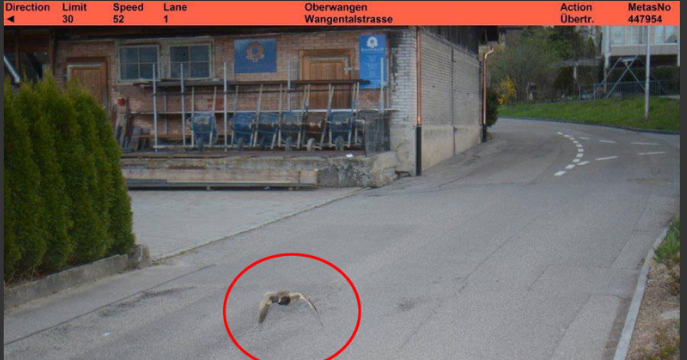 Kaczka „ustrzelona” przez fotoradar