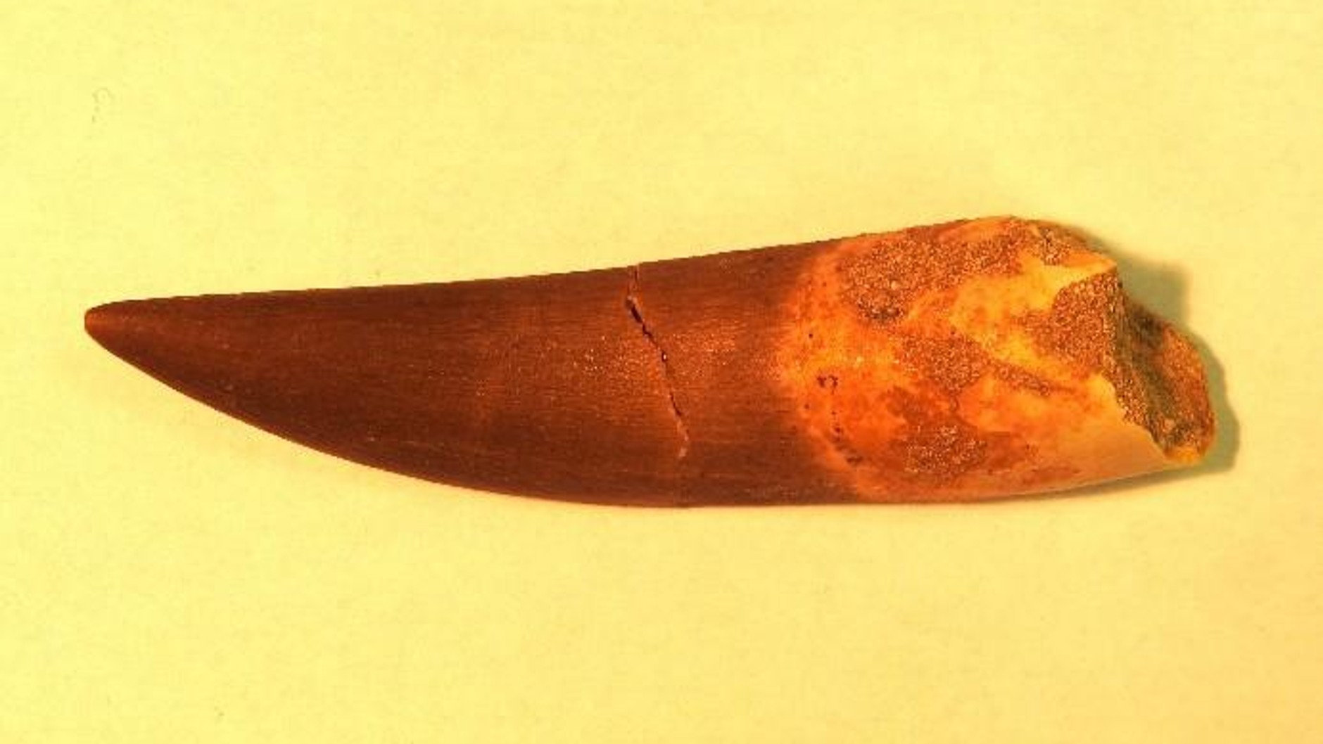 W przesyłkach były skamieniałości sprzed milionów lat