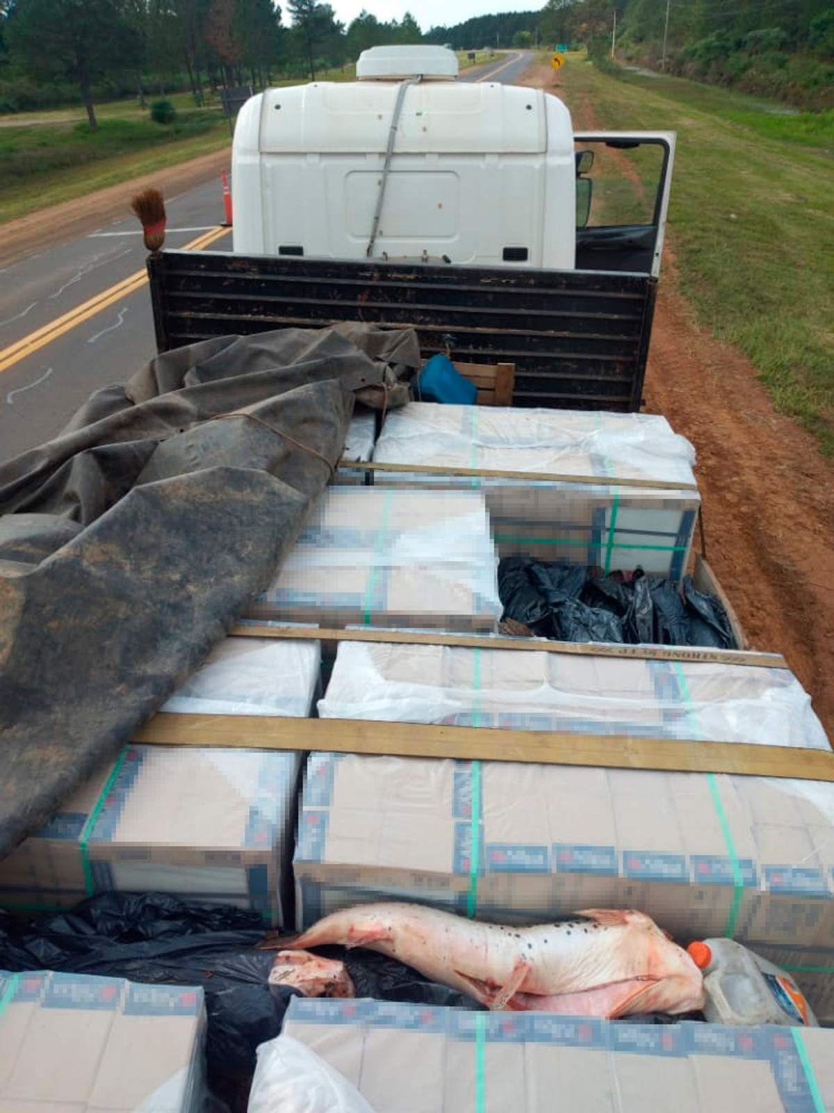 Wraz z materiałami budowlanymi wiózł nieleganie 99 ryb