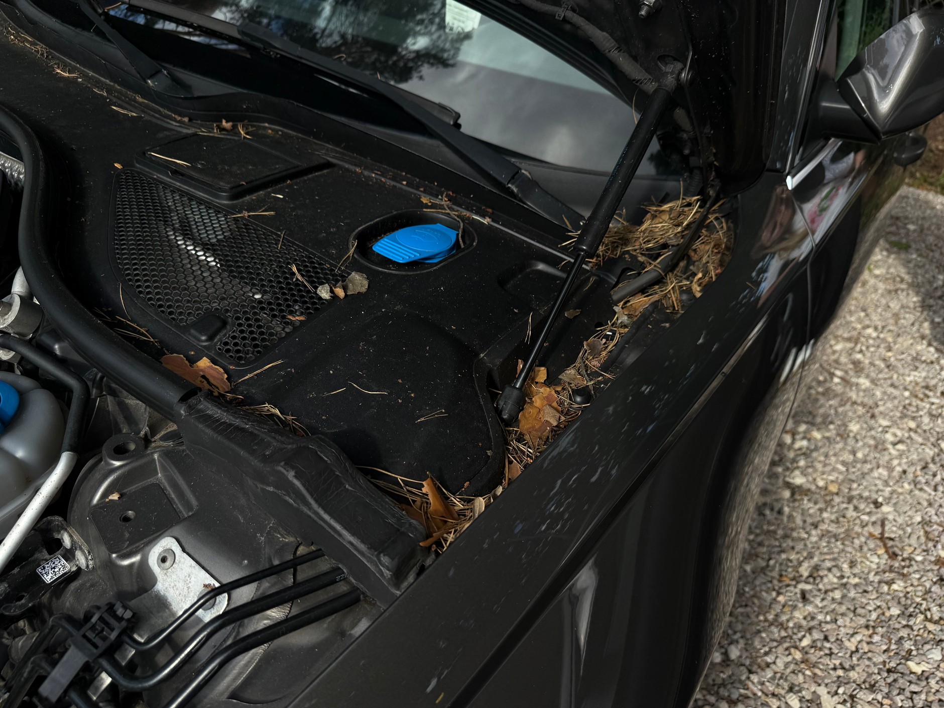 Audi A6 z ogłoszenia