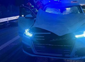 Kierowca audi potrącił łosia na "ekspresówce". Zwierzę nie przeżyło