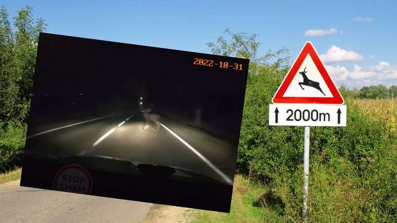 Test łosia w praktyce zarejestrowany na kamerce