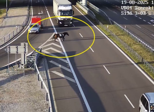 Koń bez jeźdźca nagle wybiegł na drogę S19. To nagranie mrozi krew w żyłach