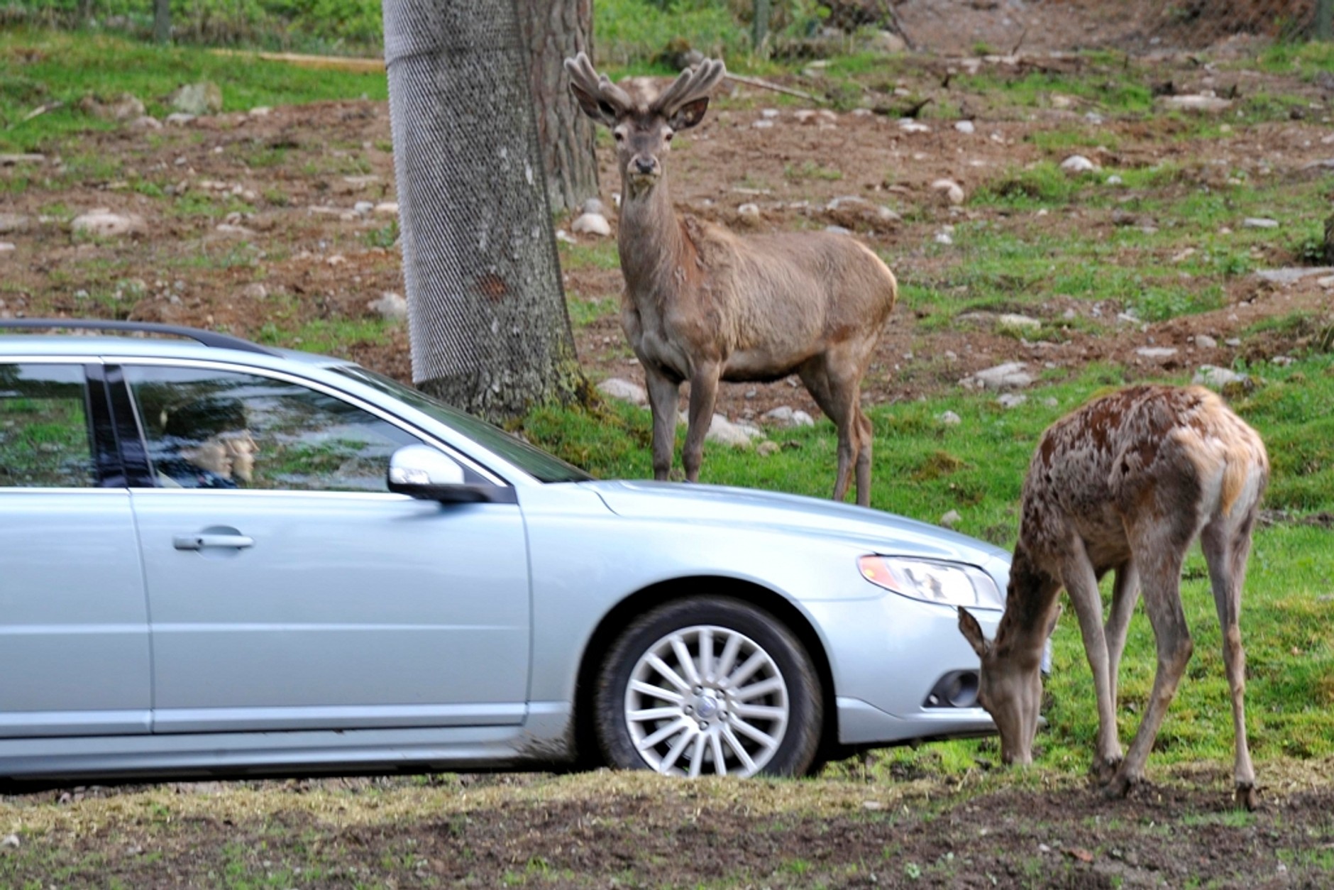 Samochody Volvo będą wykrywać zwierzęta