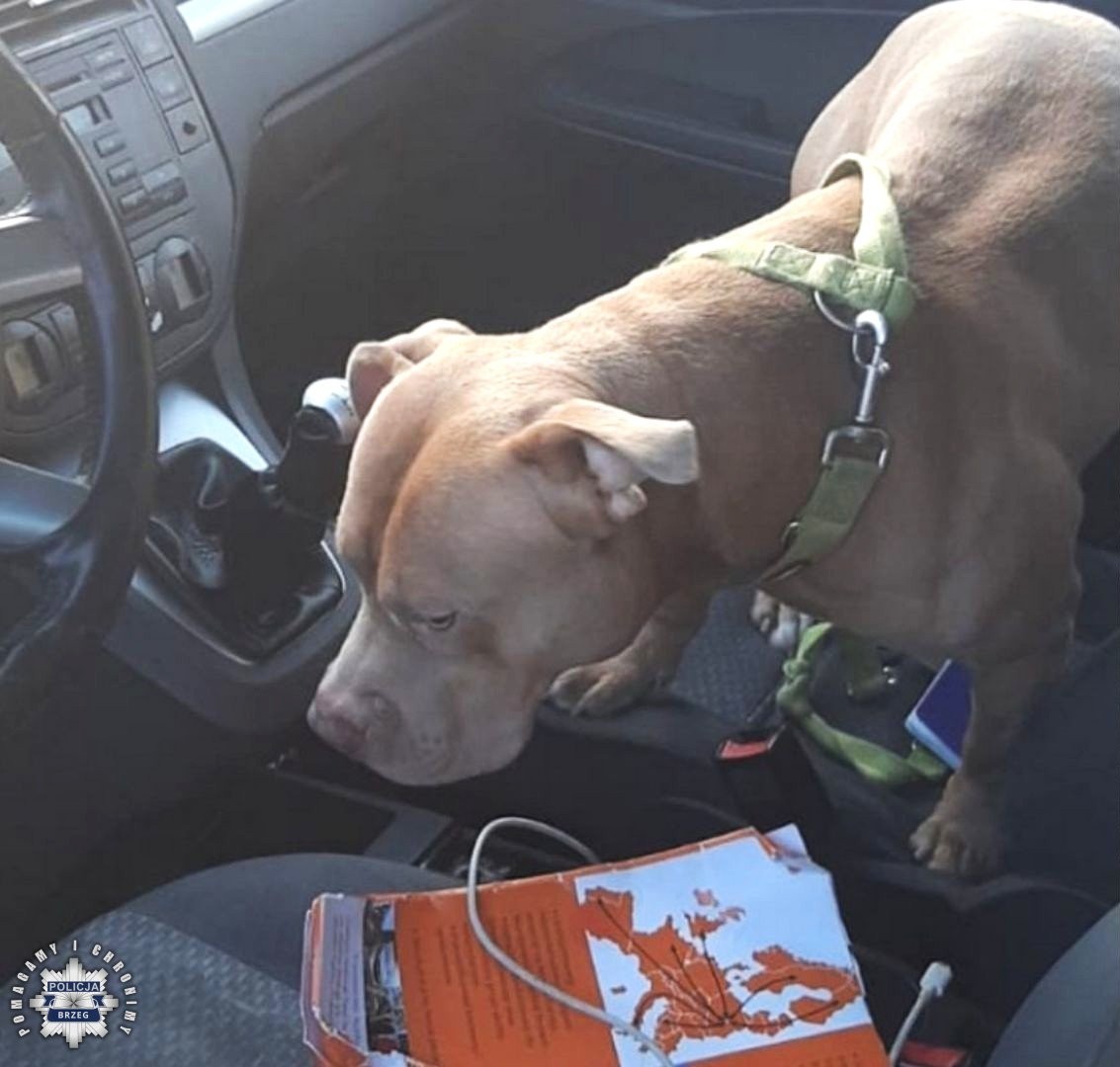 Pijany kierowca zatrzymany na A4. Zatankował złe paliwo