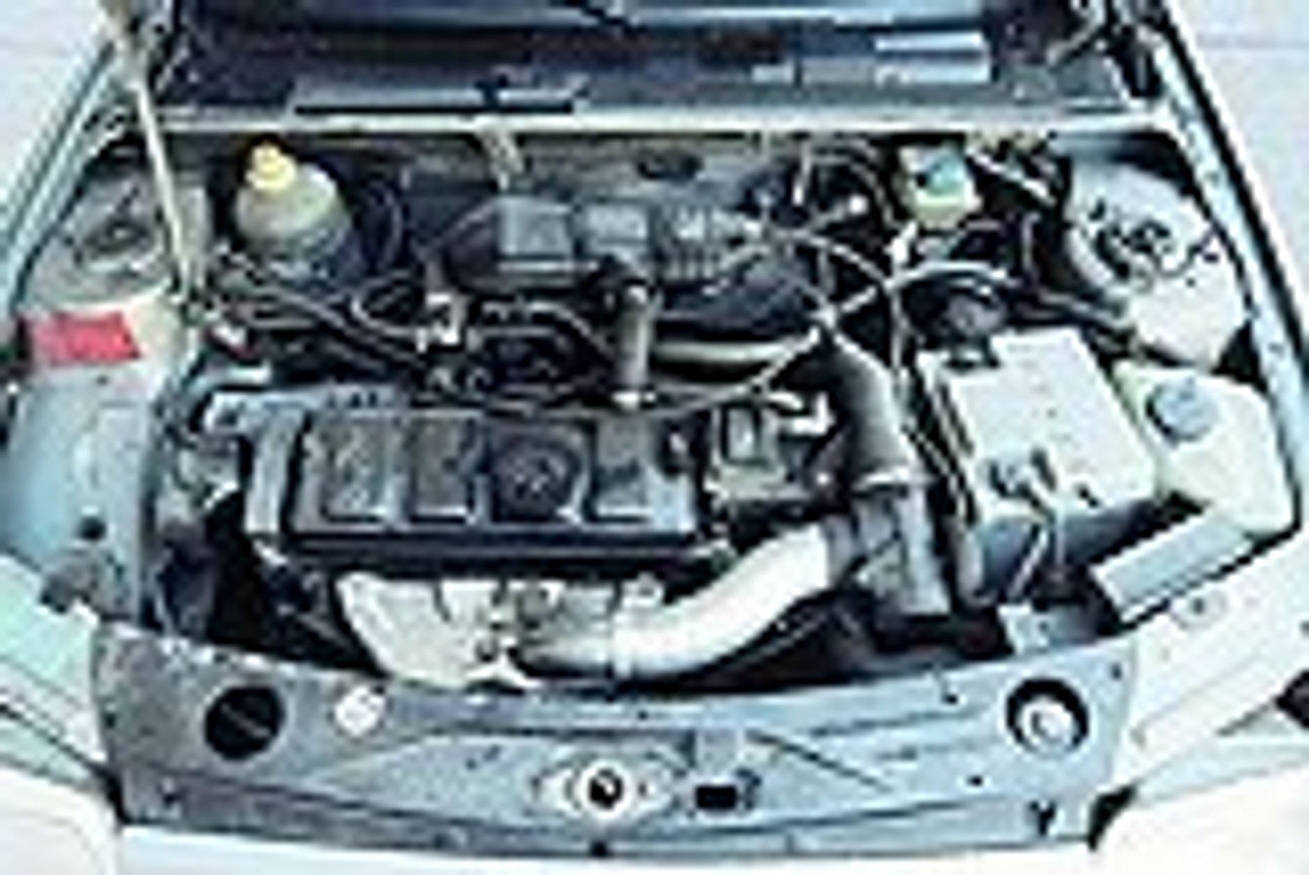 Lwiątko przed emeryturą