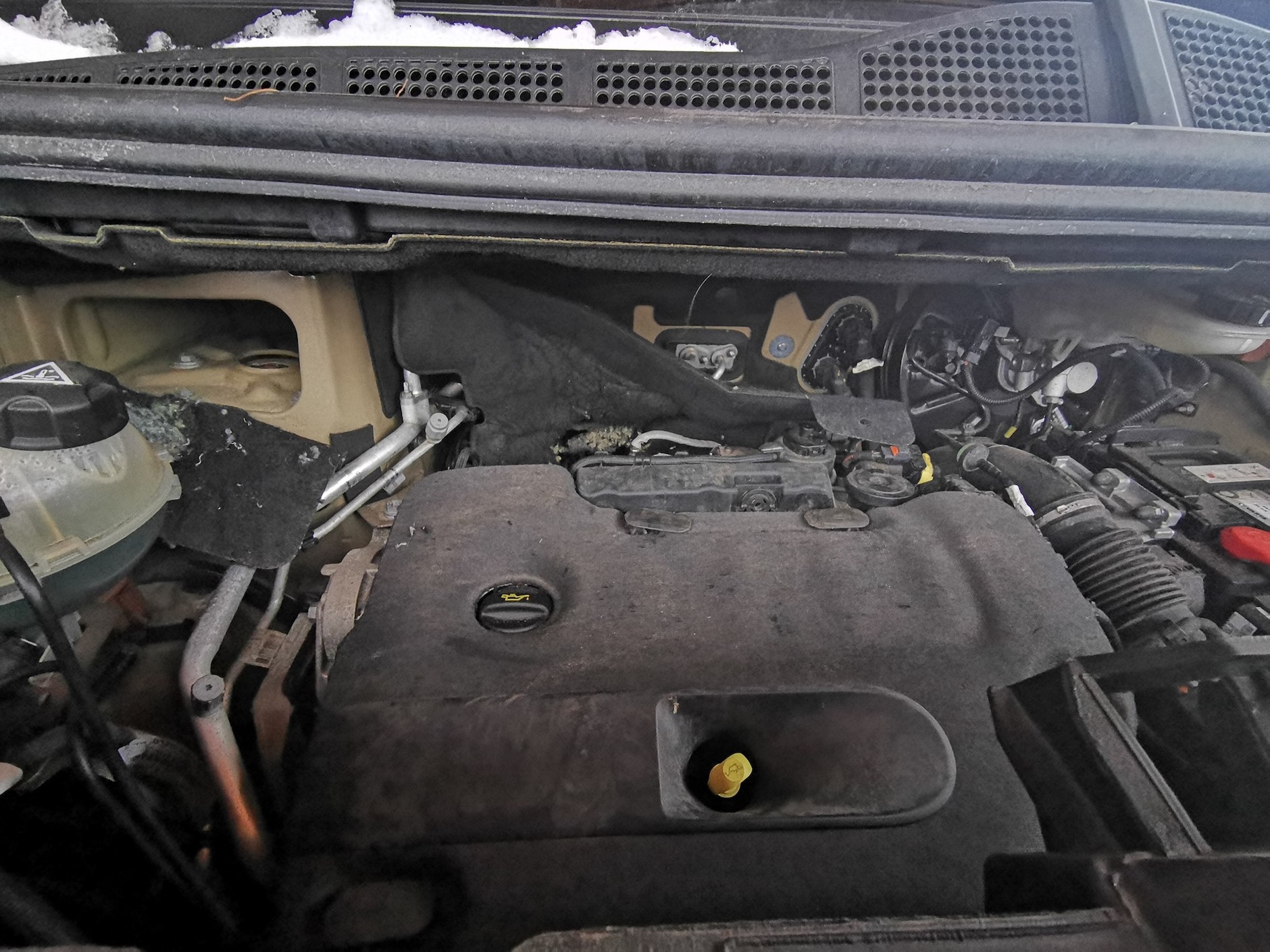 Ślady po nieproszonych gościach – prawdopodobnie po kunach