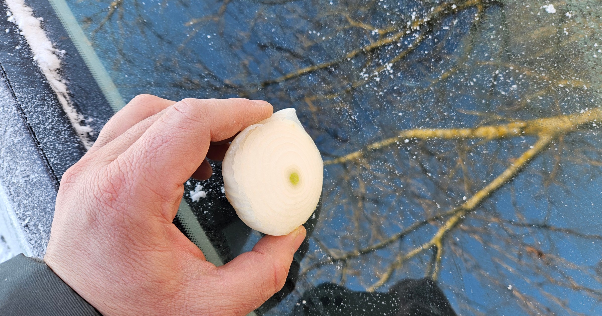 Smarowanie szyb cebulą, to metoda stosowana np. w Ukrainie. Dzięki temu lód ma nie przywierać mocno do szkła