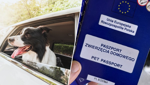 Wyjazd za granicę z psem? Bez paszporu nie ma co próbować!