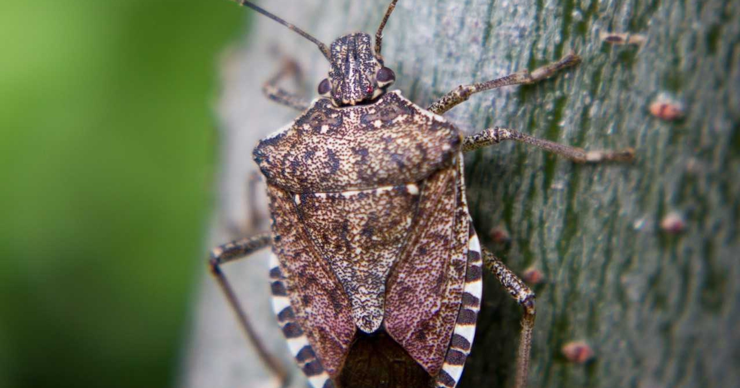 Halyomorpha halys