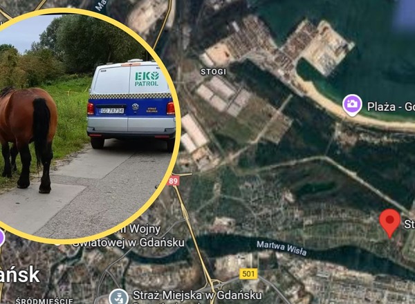 Nietypowa interwencja straży miejskiej. Musieli gonić ogiera