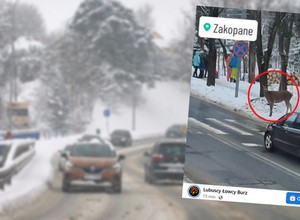 Sarna z gracją podeszła do pasów i spojrzała się na kierowcę. "Zaskakujące"