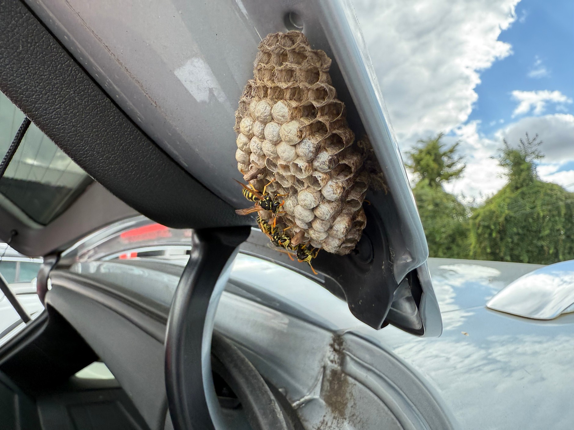 Pomiędzy tylną klapą auta a nadwoziem znaleźliśmy dwa gniazda os. Chyba dawno nikt tu nie zaglądał