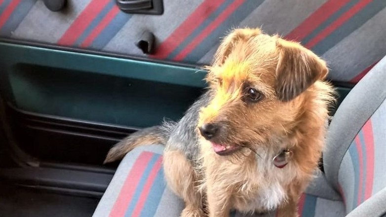 Wrocław: Pies wypadł z auta w trakcie jazdy na oczach policjantów