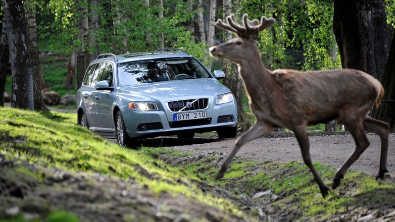 Samochody Volvo będą wykrywać zwierzęta