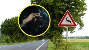 Jeleń przeleciał nad maską samochodu. Kamera uchwyciła całe zdarzenie
