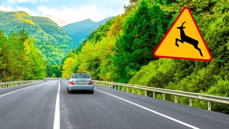 Potrąciłeś dzikie zwierzę? Lepiej tak go nie ratuj. Szpital murowany (fot. gov.pl)