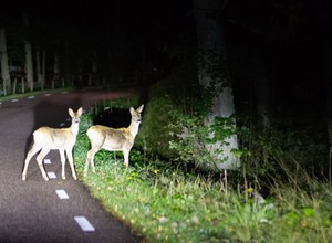 Policja eskortowała zagubionego daniela po obwodnicy Gdańska