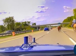 Prawdziwy kowboj pędził po amerykańskiej autostradzie. Powód był poważny [WIDEO]