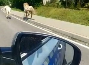 Jak konie w galopie! Policjanci ścigali galopujące po drodze kuce [Nagranie]
