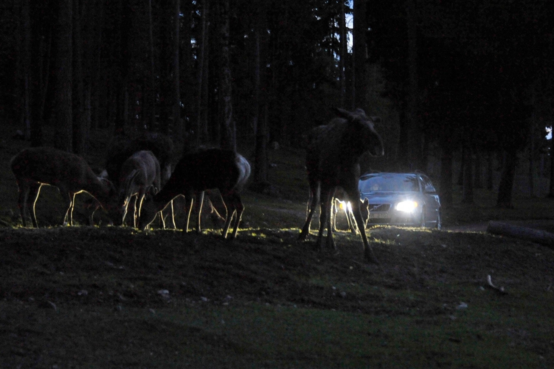 Samochody Volvo będą wykrywać zwierzęta
