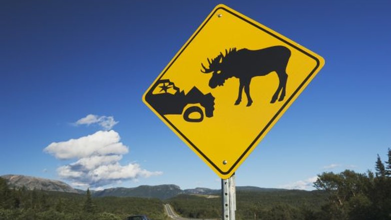 Znak - uwaga zwierzęta