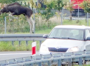Jak uniknąć zderzenia ze zwierzęciem?