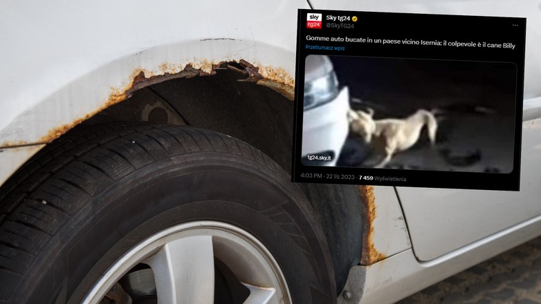 Pies dziurawił opony (fot. screen: Twitter/SkyTG24)