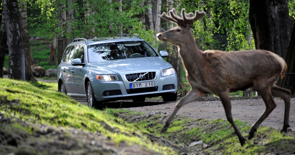 Samochody Volvo będą wykrywać zwierzęta
