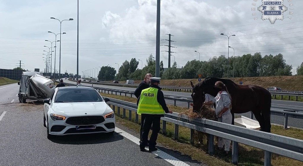 Koń na środku autostrady A4
