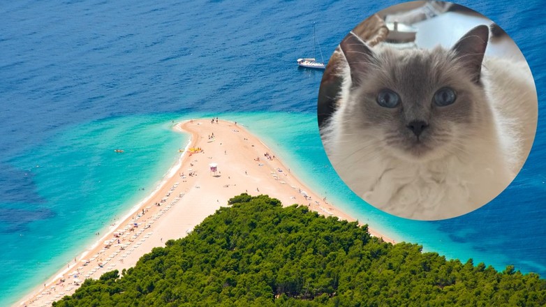 Kotka Blue i Chorwacja