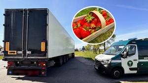 Przywieźli truskawki do Polski. Inspektorzy ITD dali im 11 mandatów i zabrali prawo jazdy