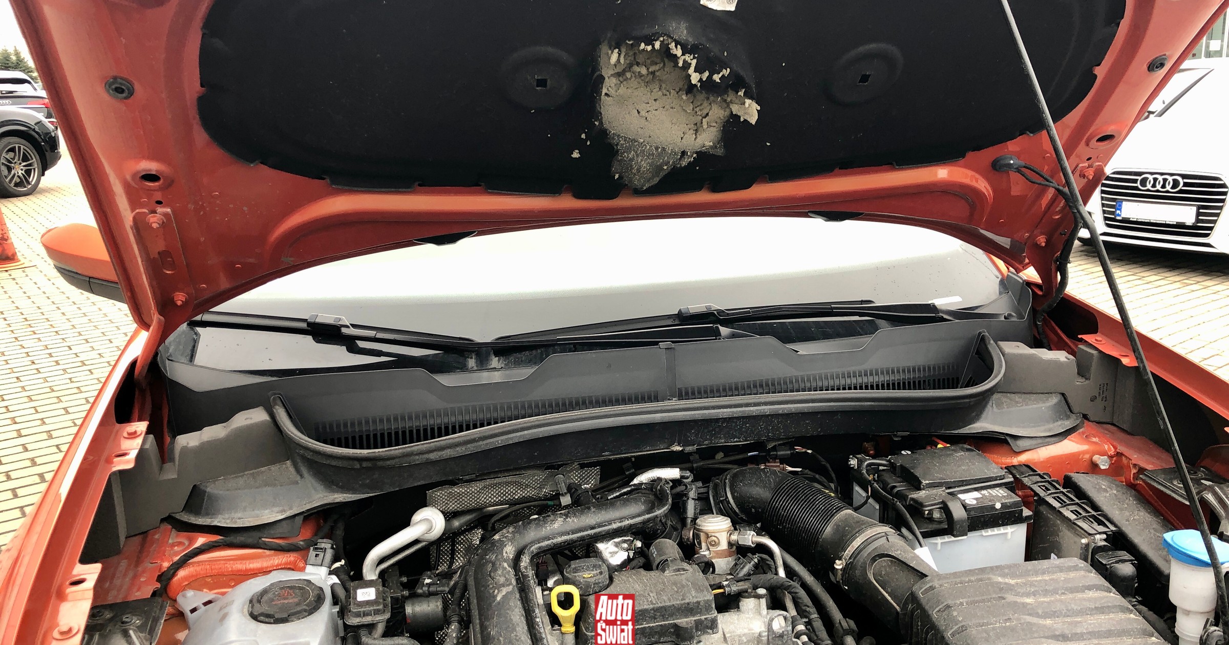 Kiedyś były problemem Niemców, dziś są i naszym. Kuny coraz częściej niszczą nasze auta